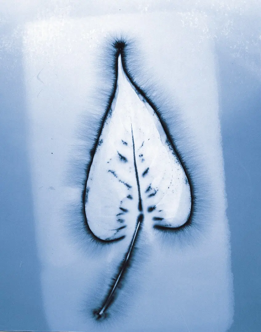 Hoja observada con Bio Music One