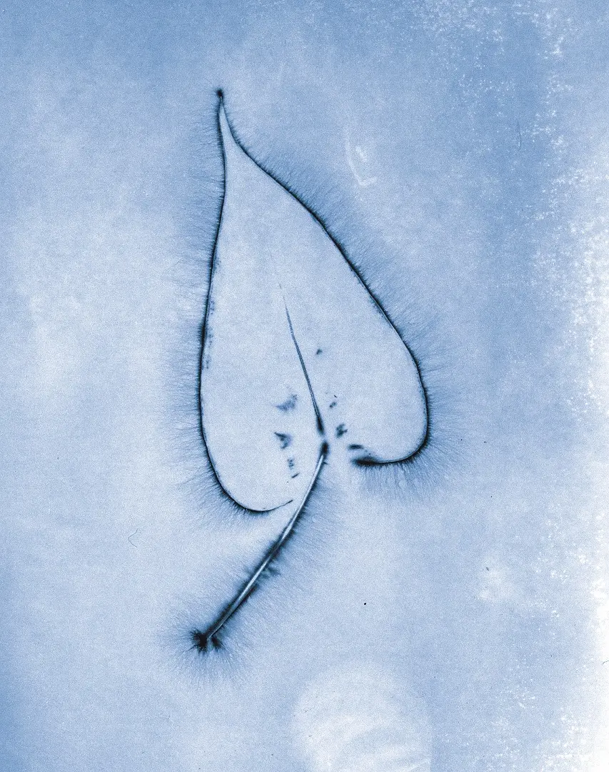 Hoja observada sin Bio Music One