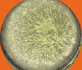 Cristalización sensible con Bio Music One