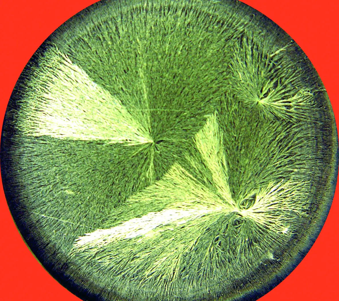 Cristalización sensible sin Bio Music One